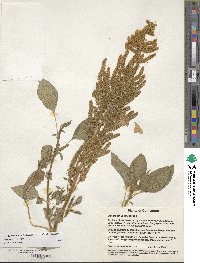 Amaranthus cruentus image