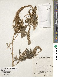 Amaranthus cruentus image