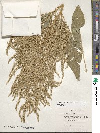 Amaranthus cruentus image