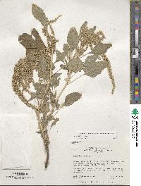 Amaranthus cruentus image