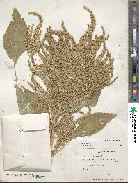 Amaranthus cruentus image