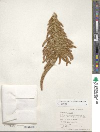 Amaranthus cruentus image