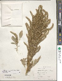 Amaranthus hypochondriacus image