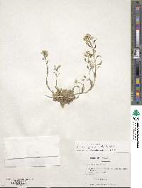 Draba gilliesii image