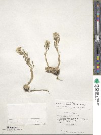 Draba gilliesii image