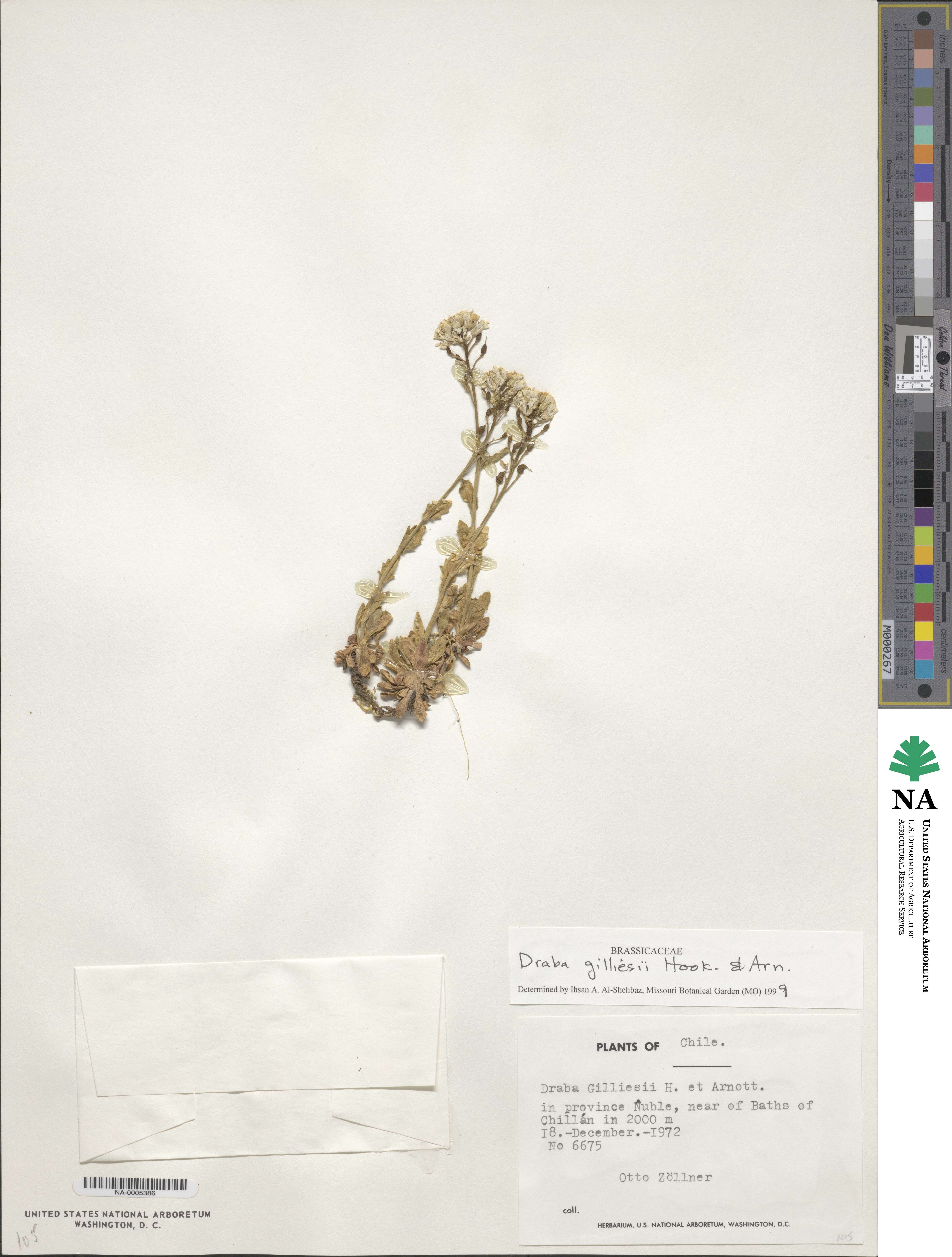 Draba gilliesii image