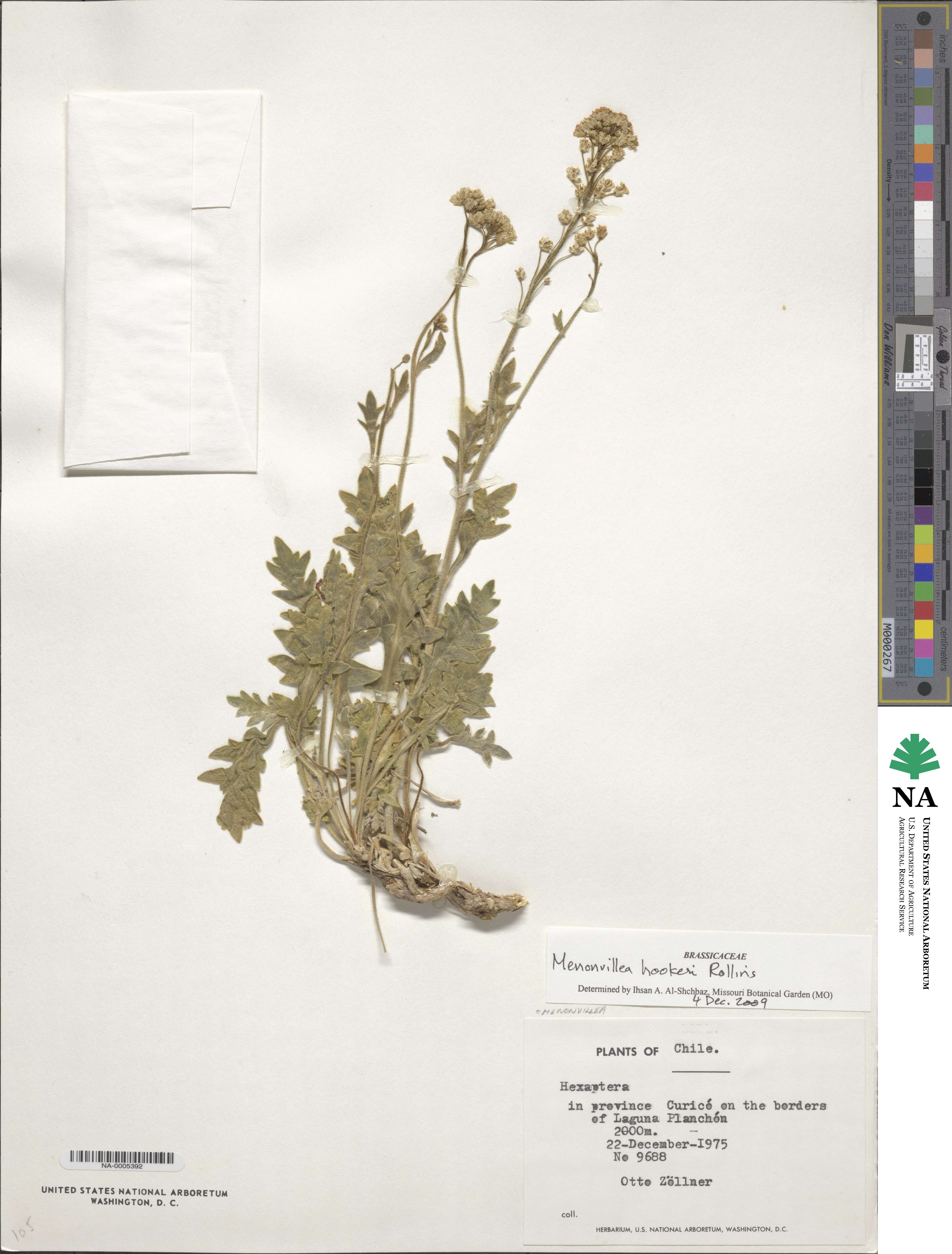 Menonvillea hookeri image