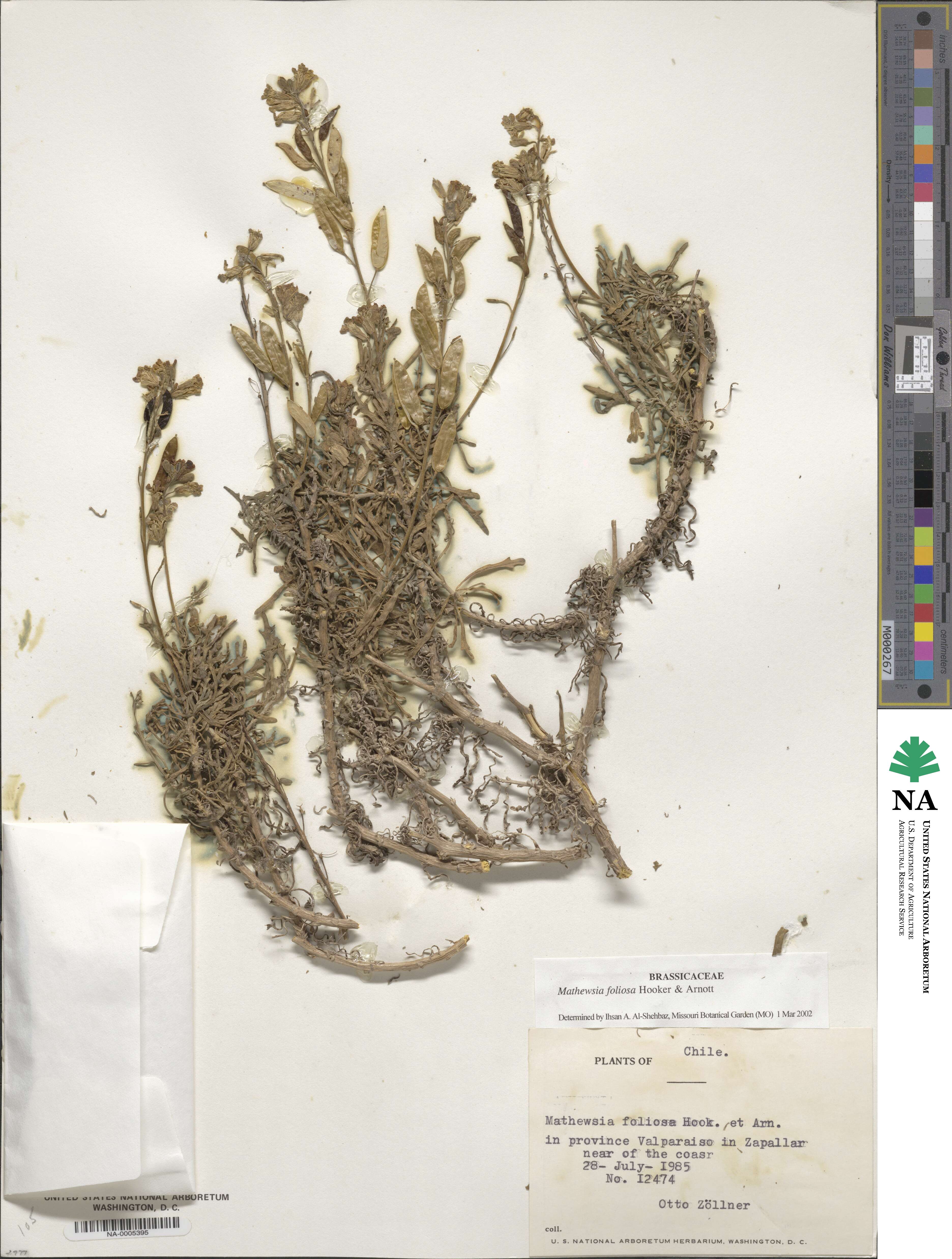 Mathewsia foliosa image