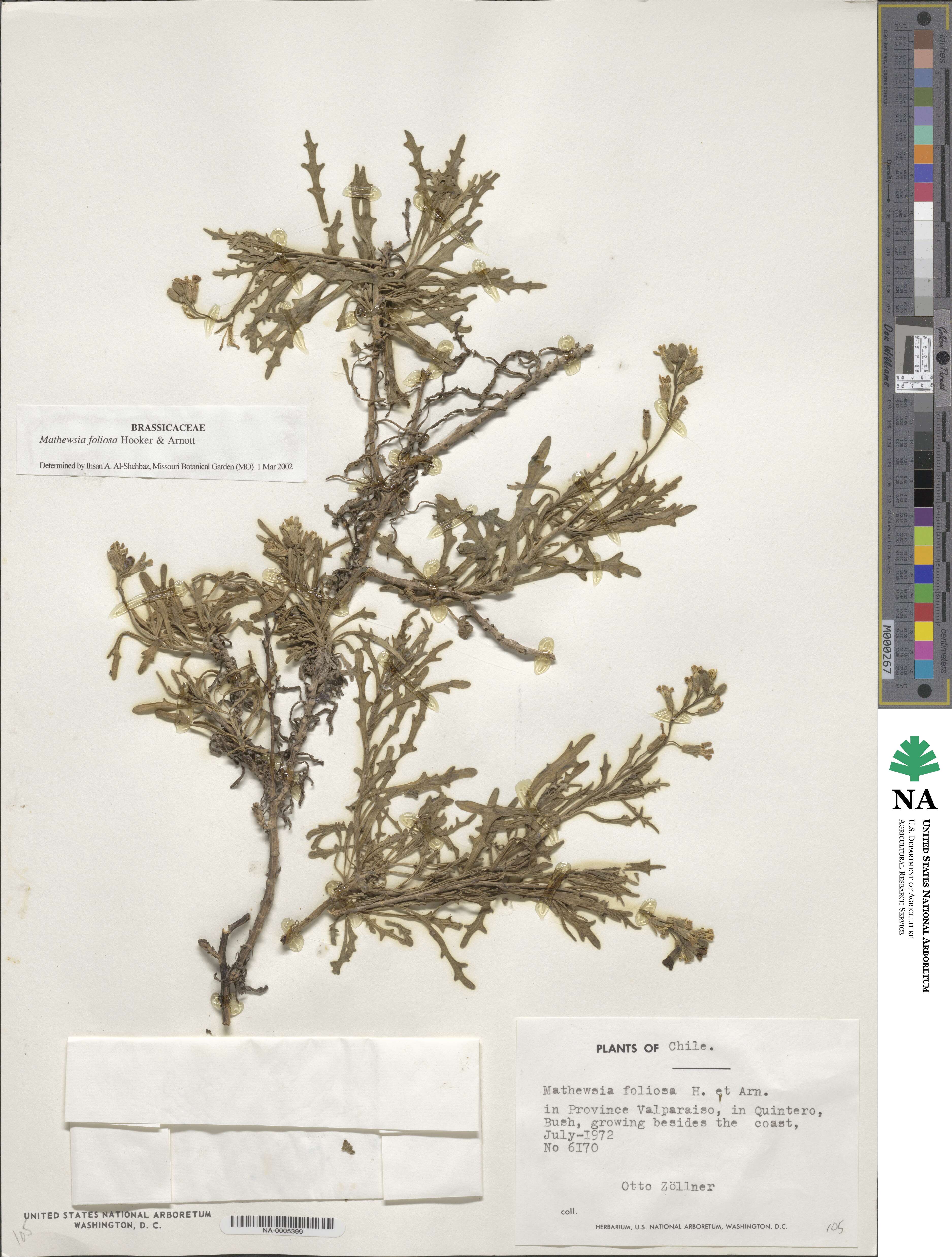 Mathewsia foliosa image