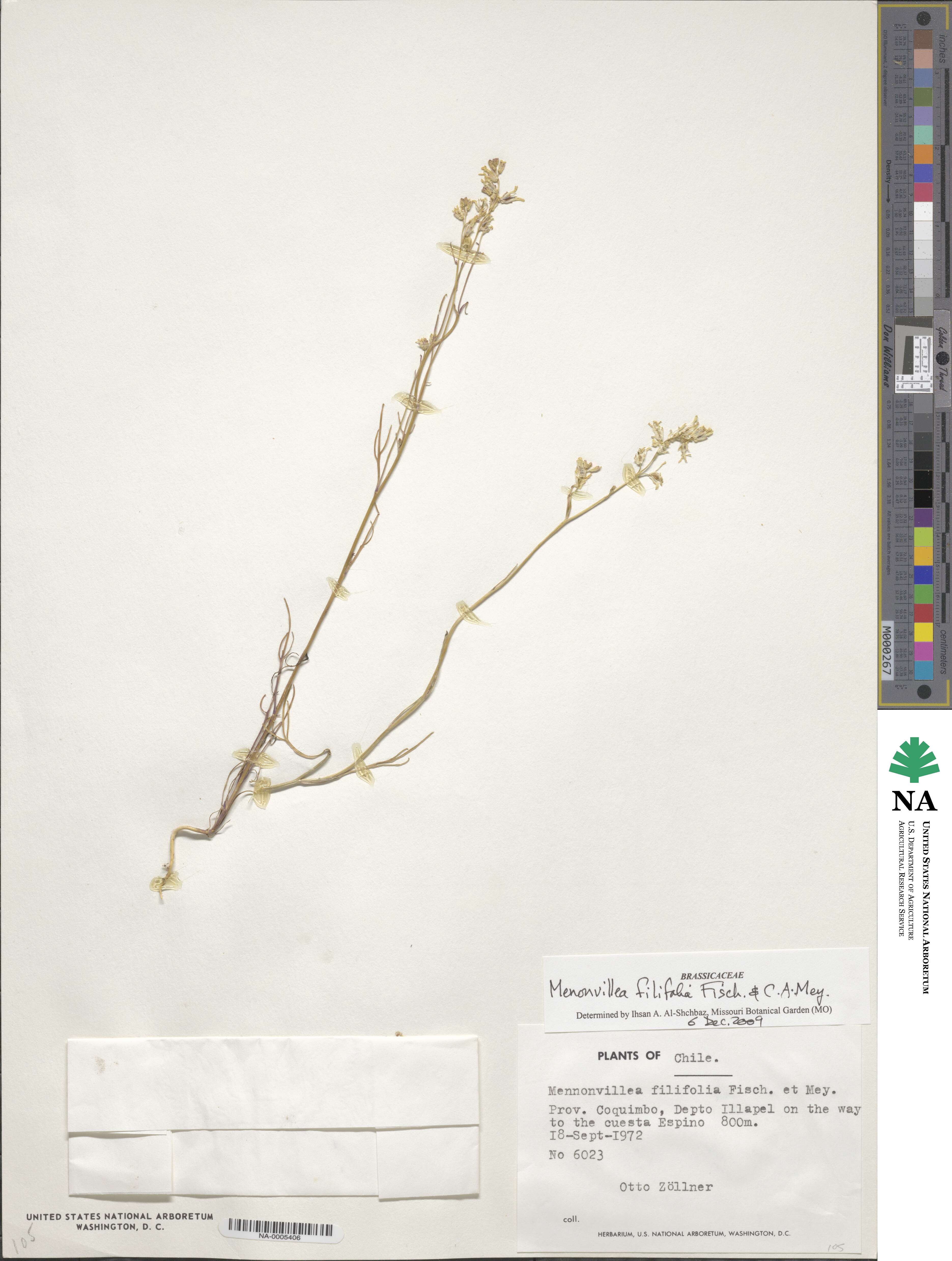 Menonvillea filifolia image
