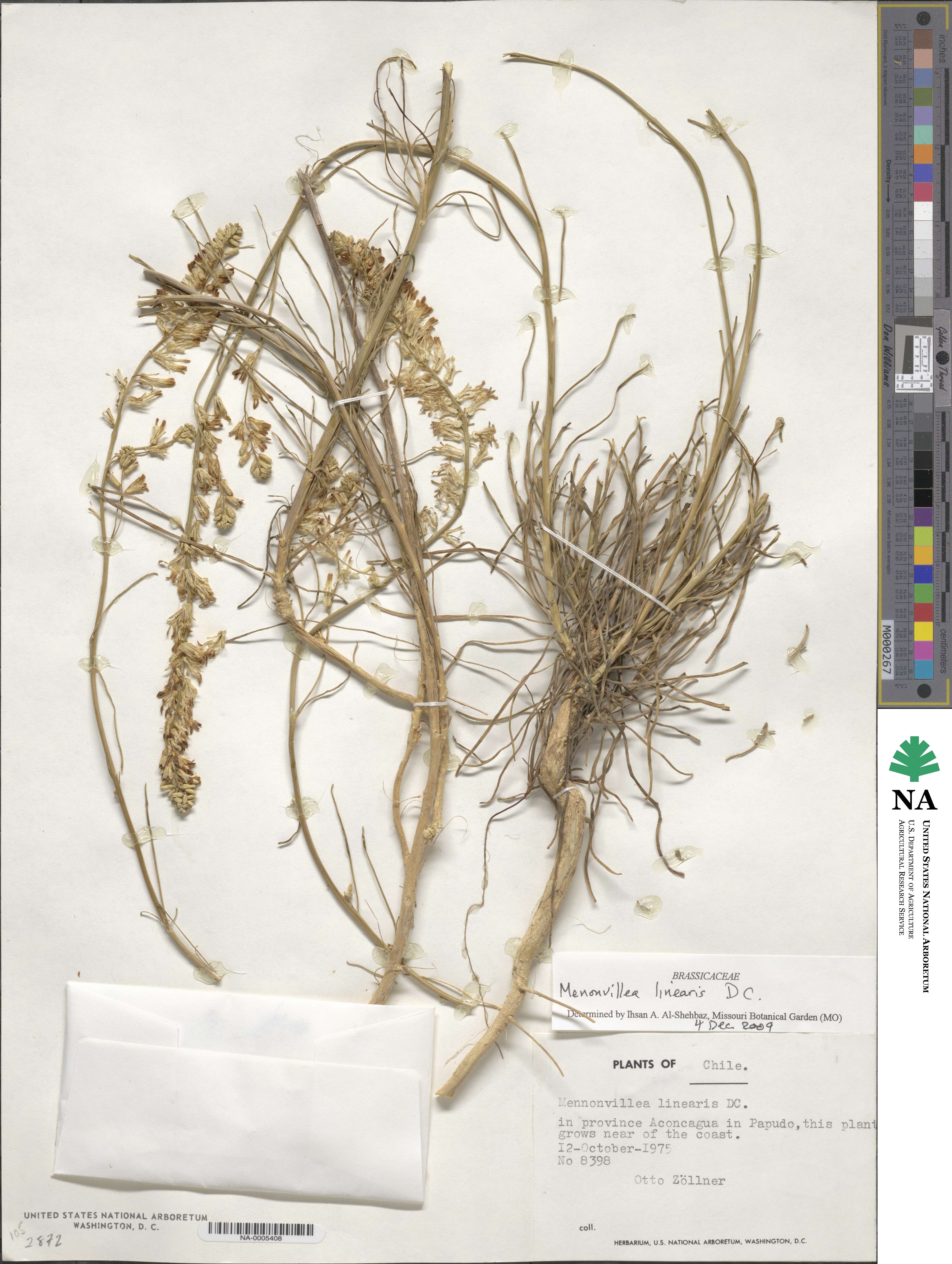 Menonvillea linearis image
