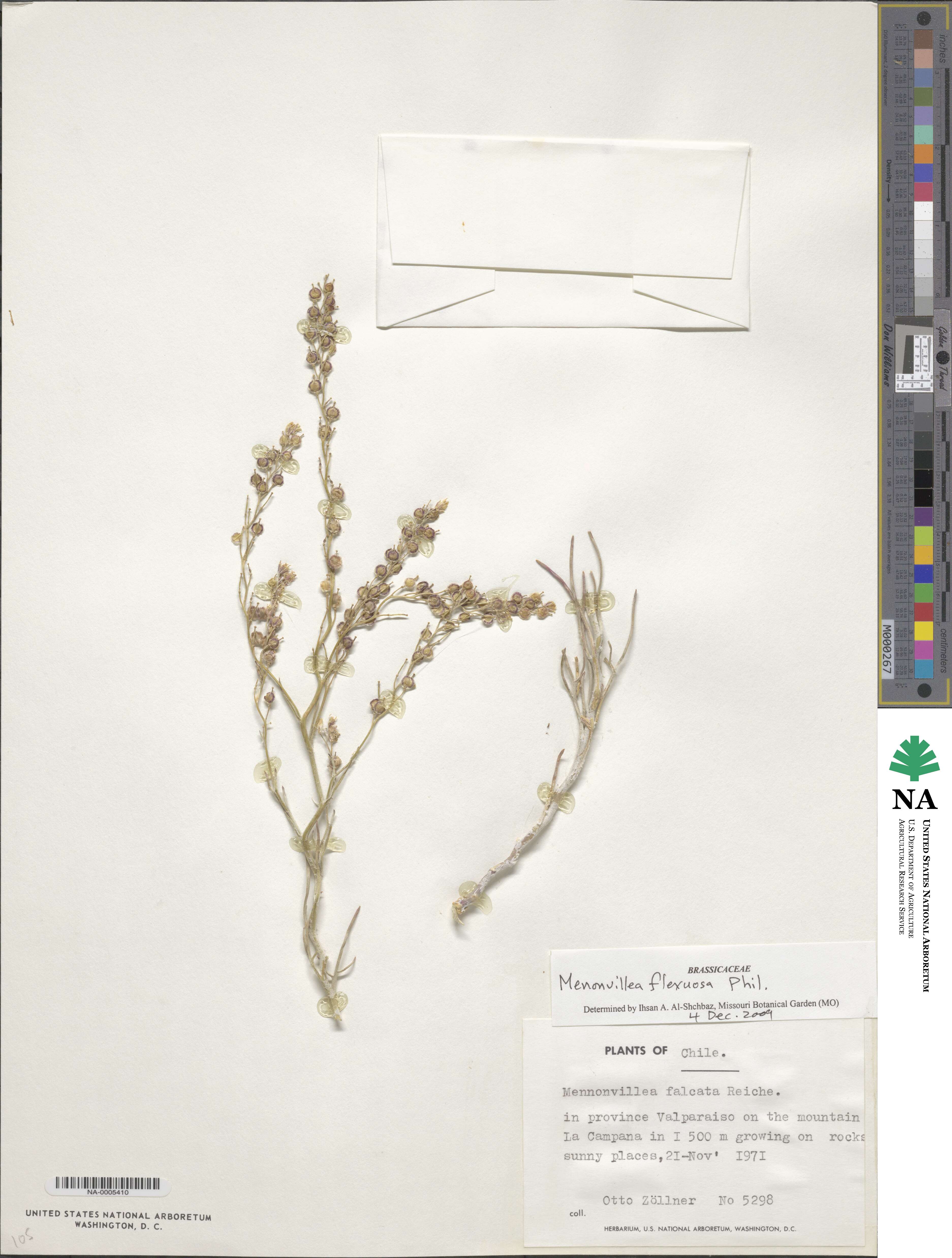 Menonvillea flexuosa image