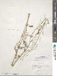 Image of Descurainia pimpinellifolia
