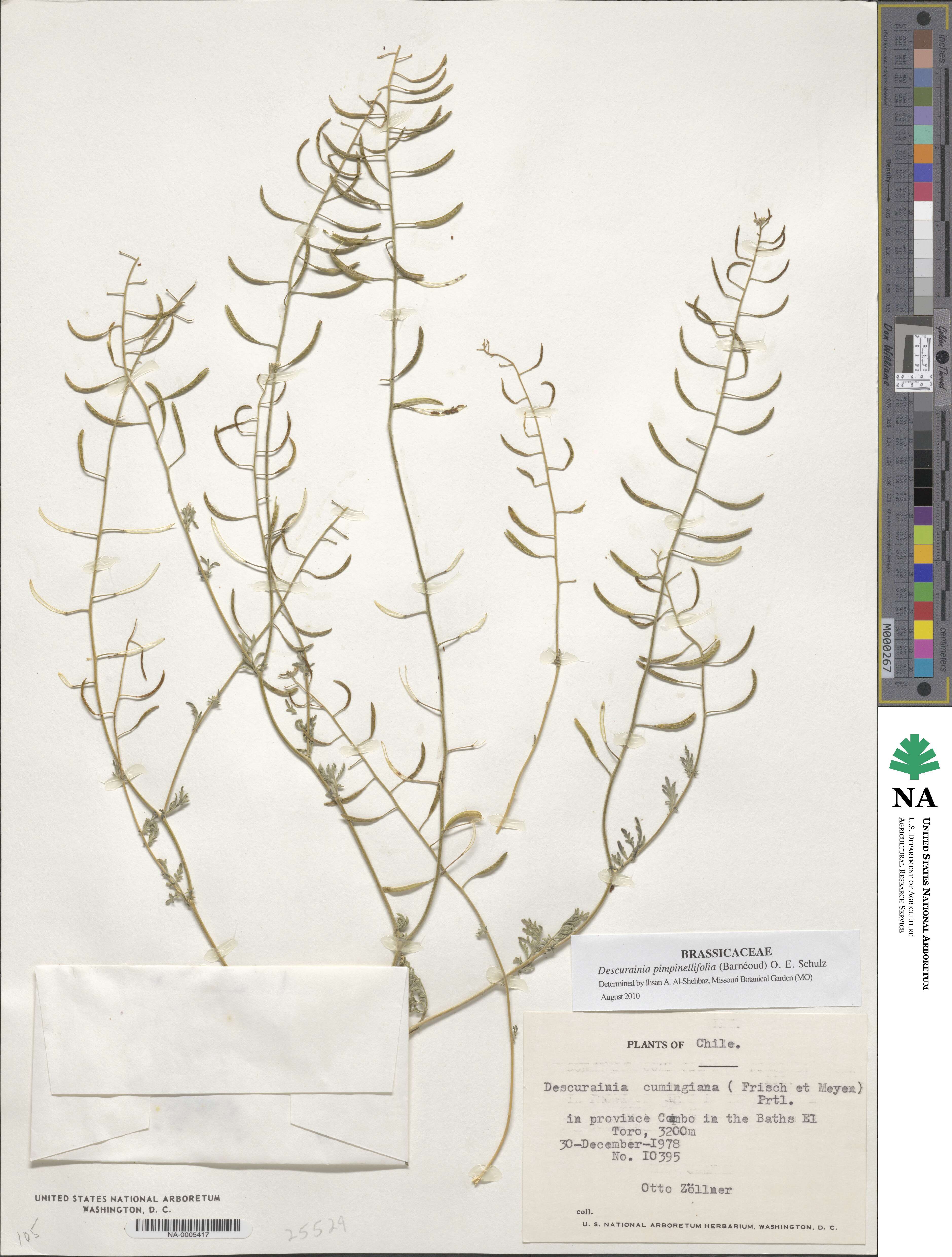 Descurainia pimpinellifolia image