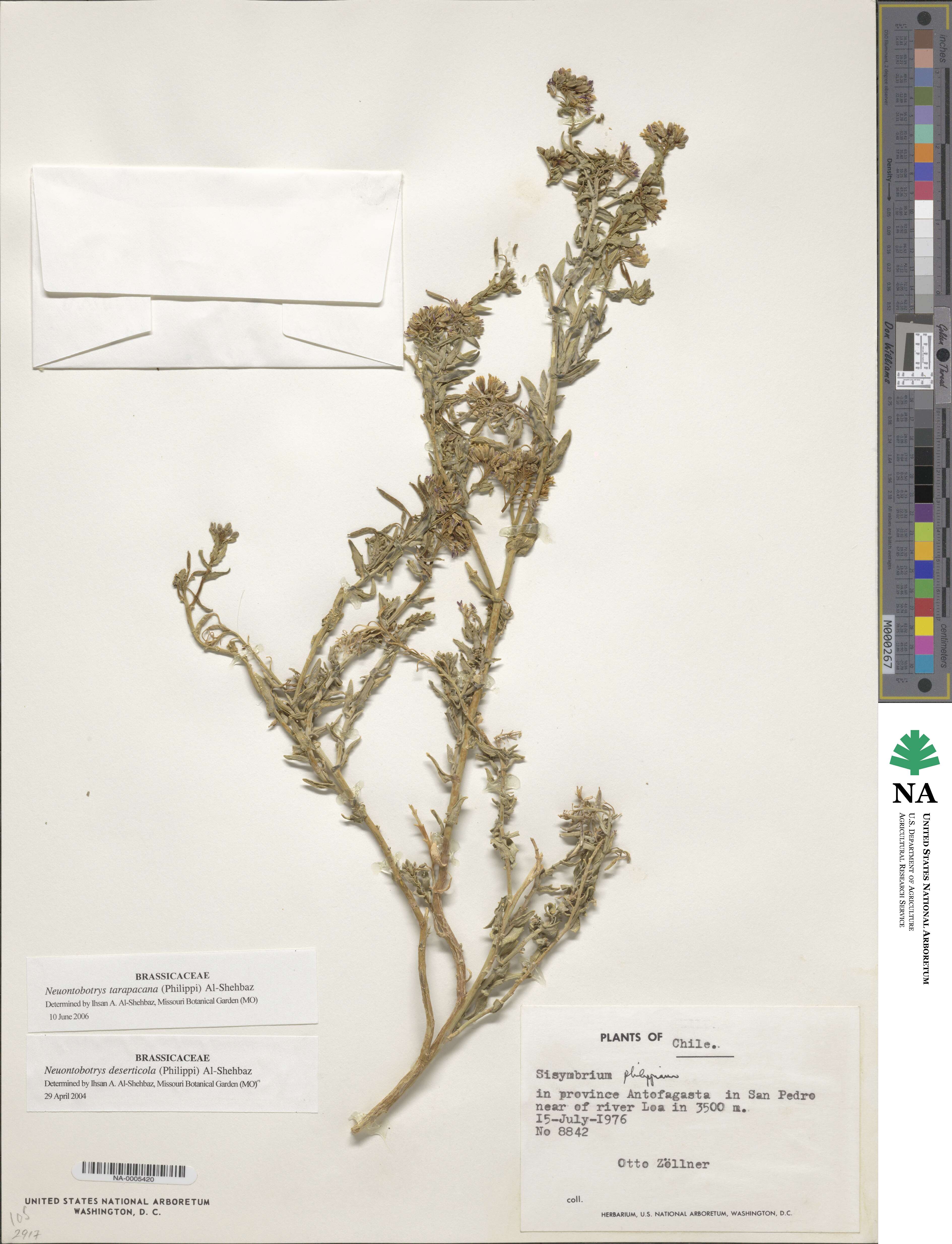 Neuontobotrys tarapacana image