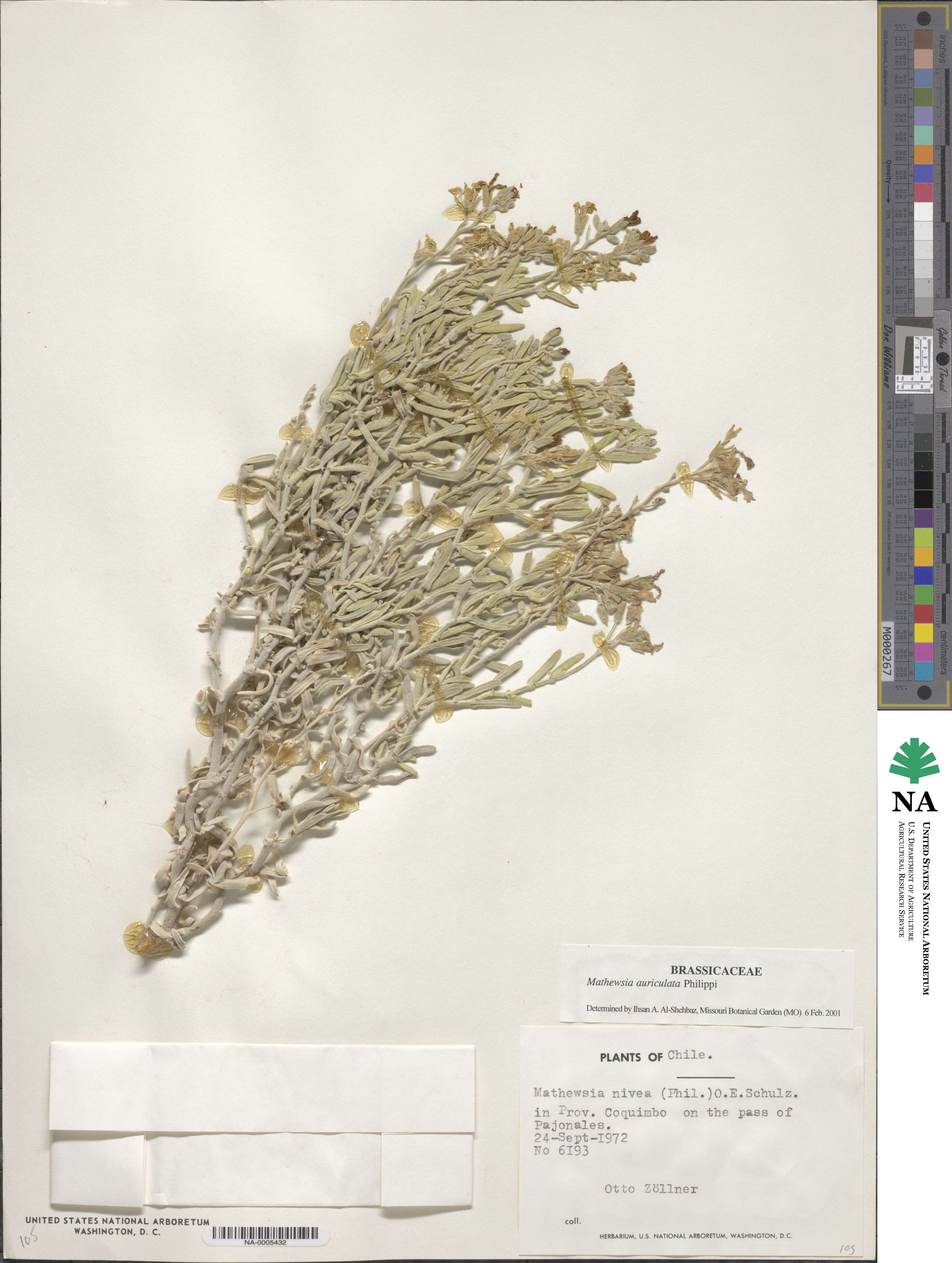 Mathewsia auriculata image
