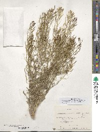 Descurainia pimpinellifolia image
