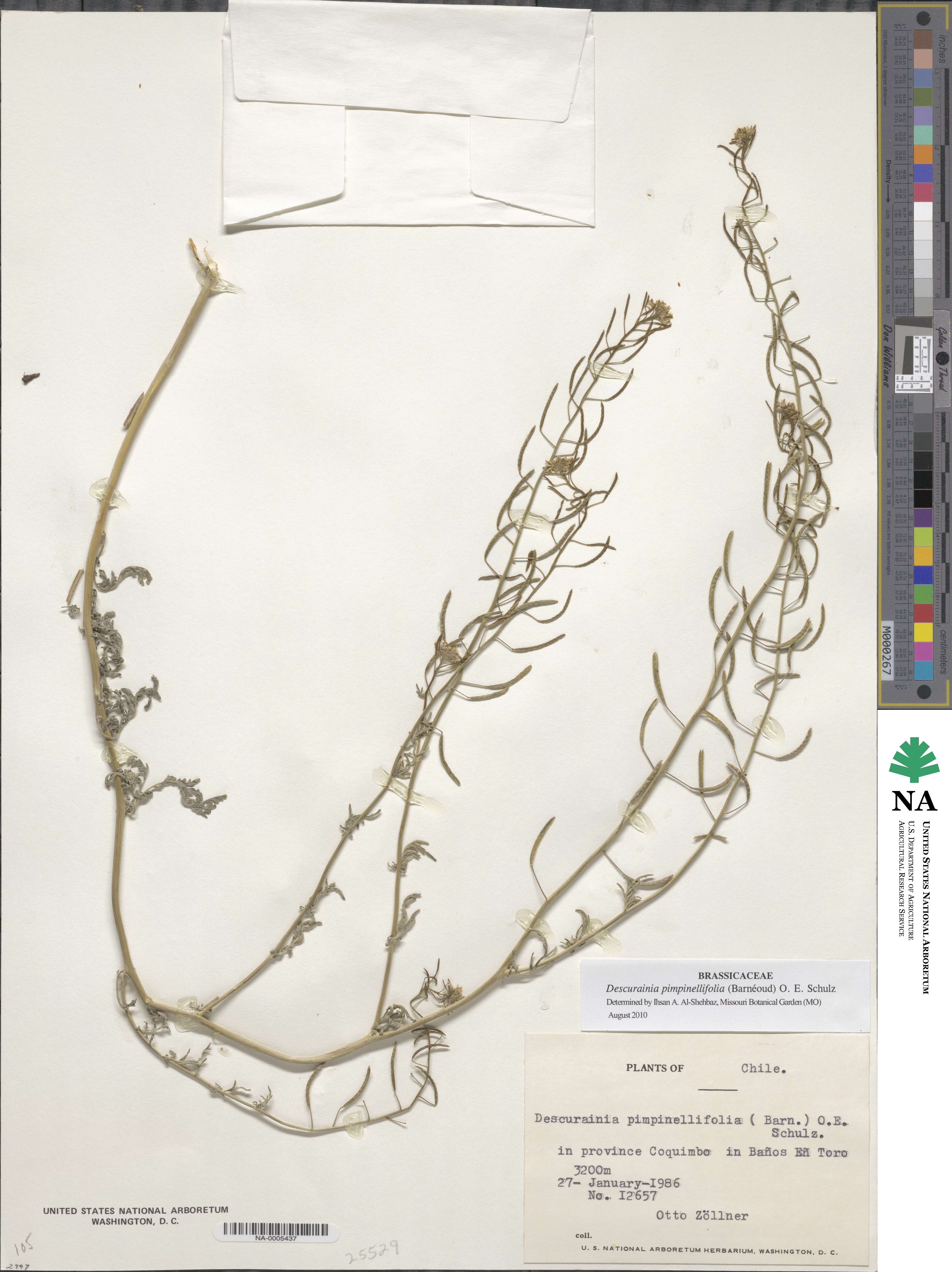 Descurainia pimpinellifolia image