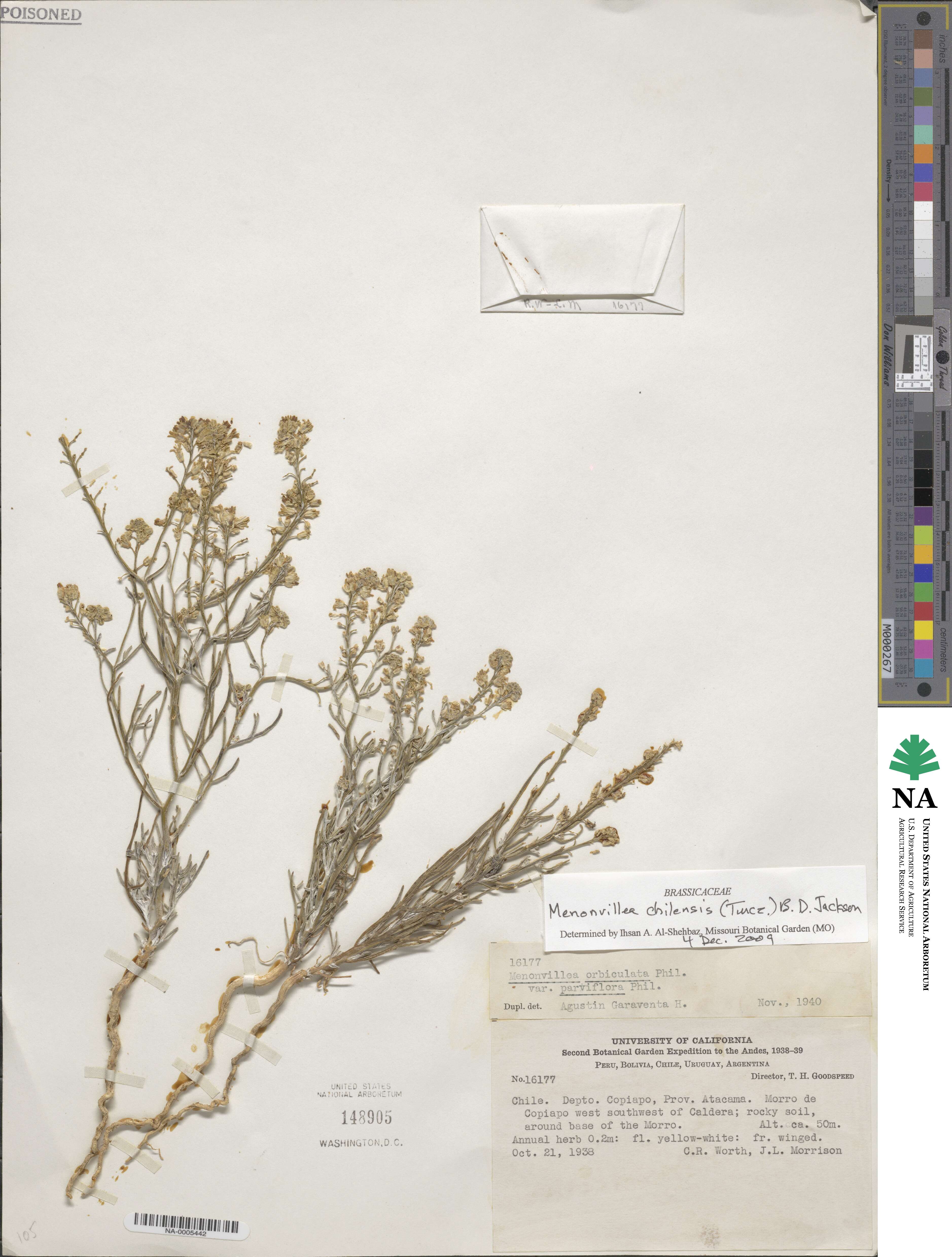 Menonvillea chilensis image