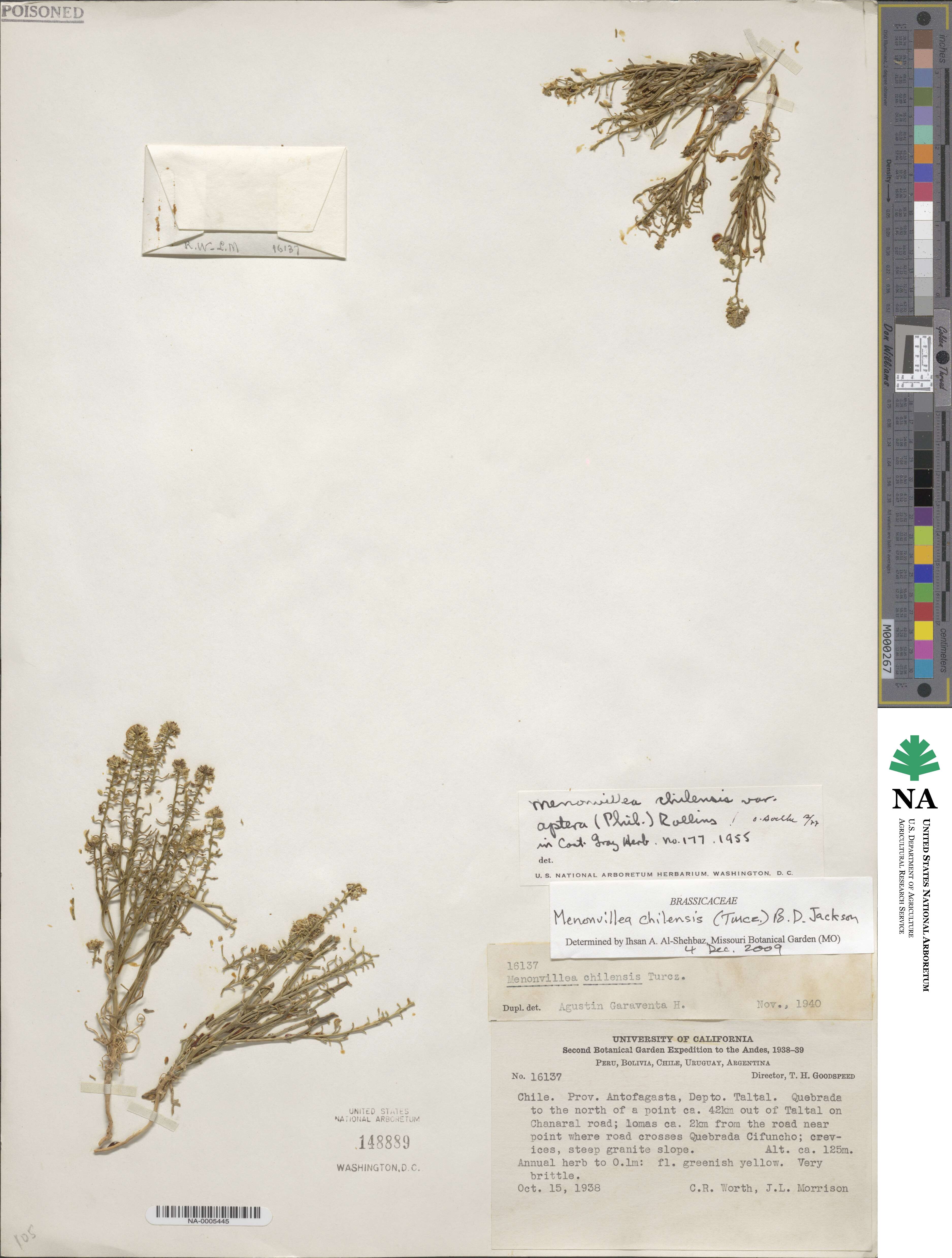 Menonvillea chilensis image