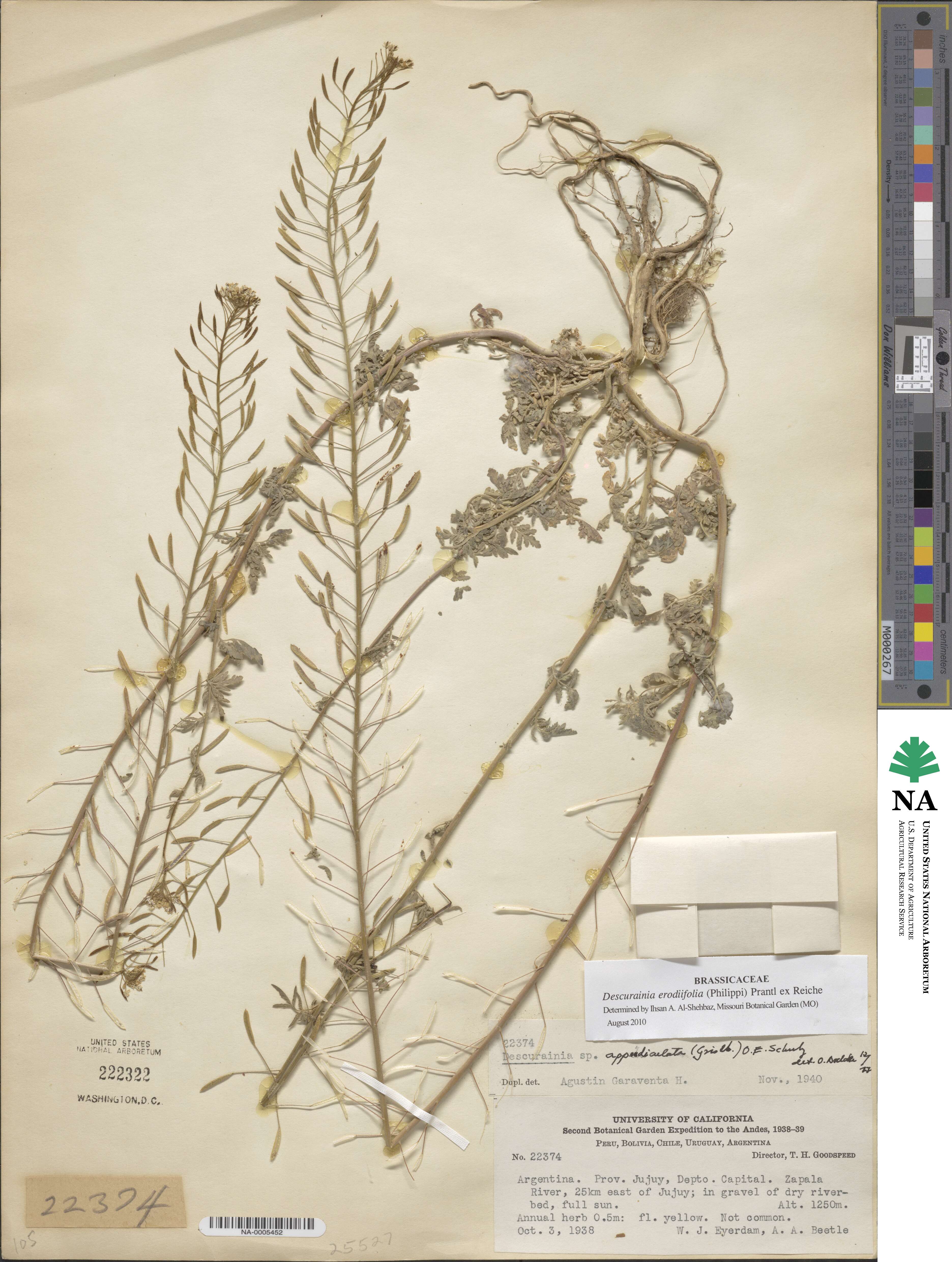 Descurainia erodiifolia image