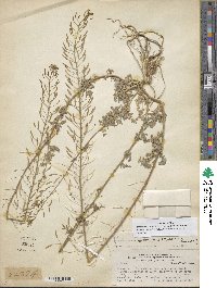 Descurainia erodiifolia image