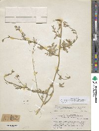 Descurainia pimpinellifolia image