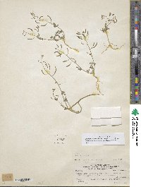 Descurainia pimpinellifolia image