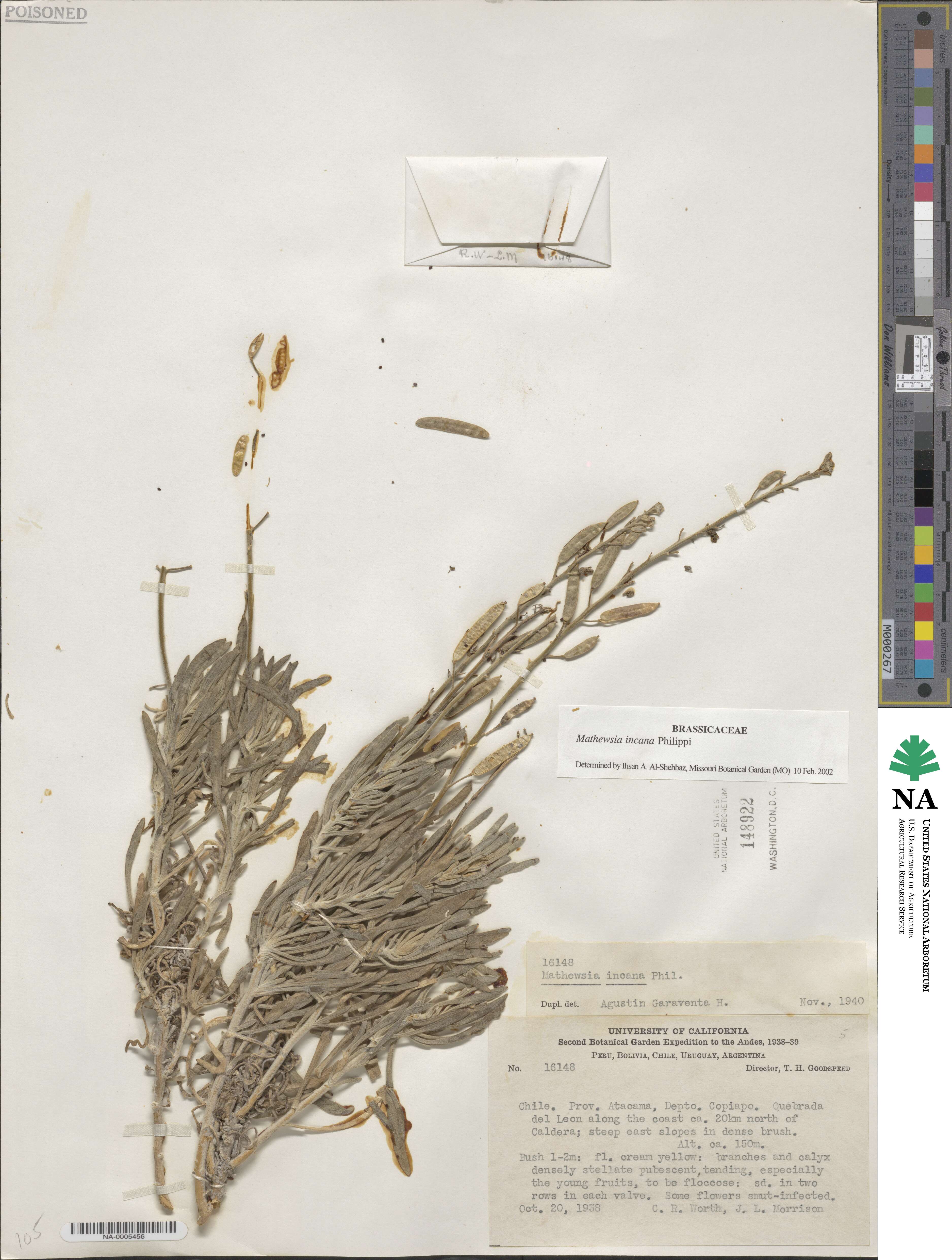 Mathewsia incana image