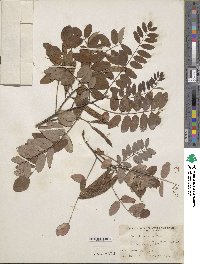 Robinia viscosa image