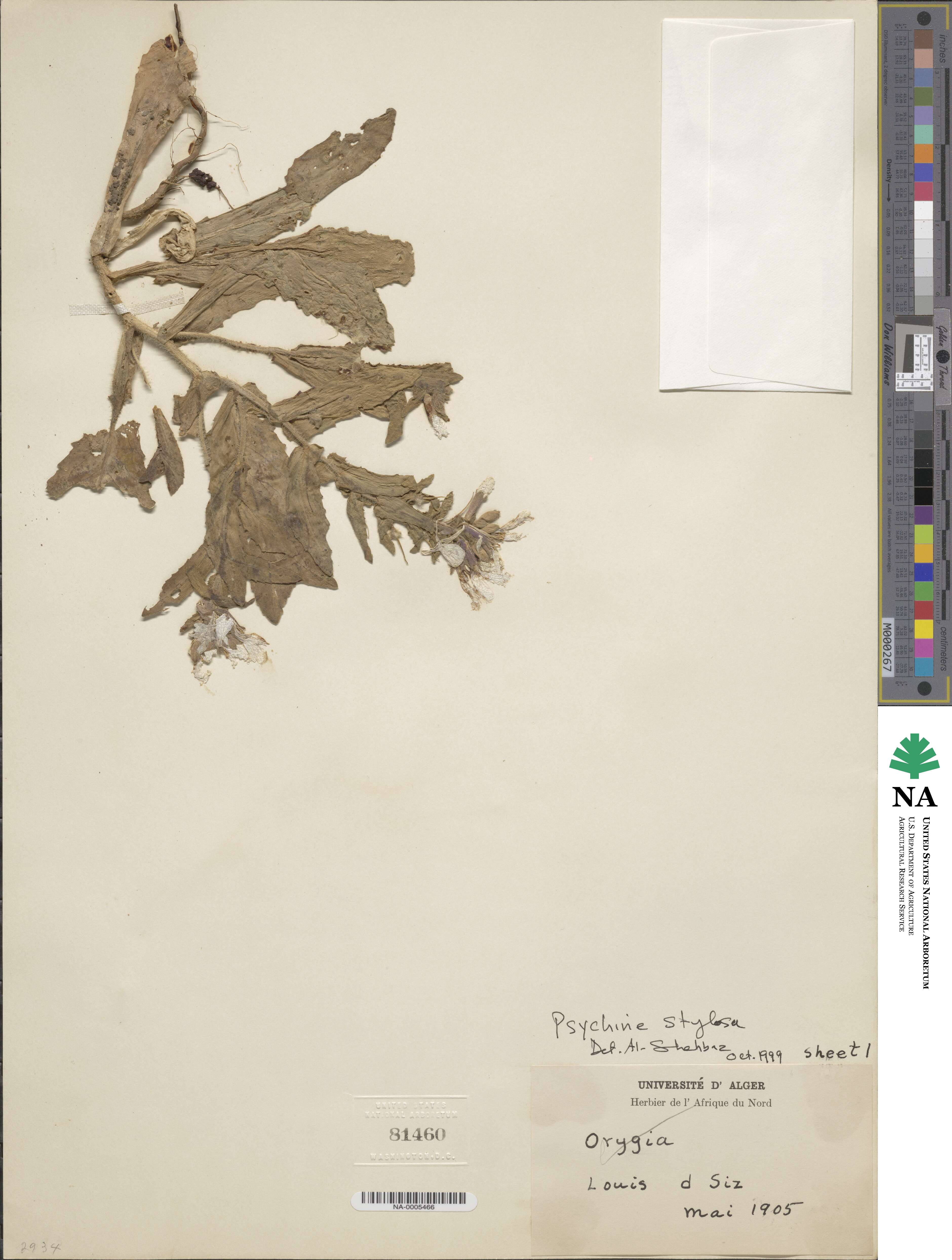 Psychine stylosa image