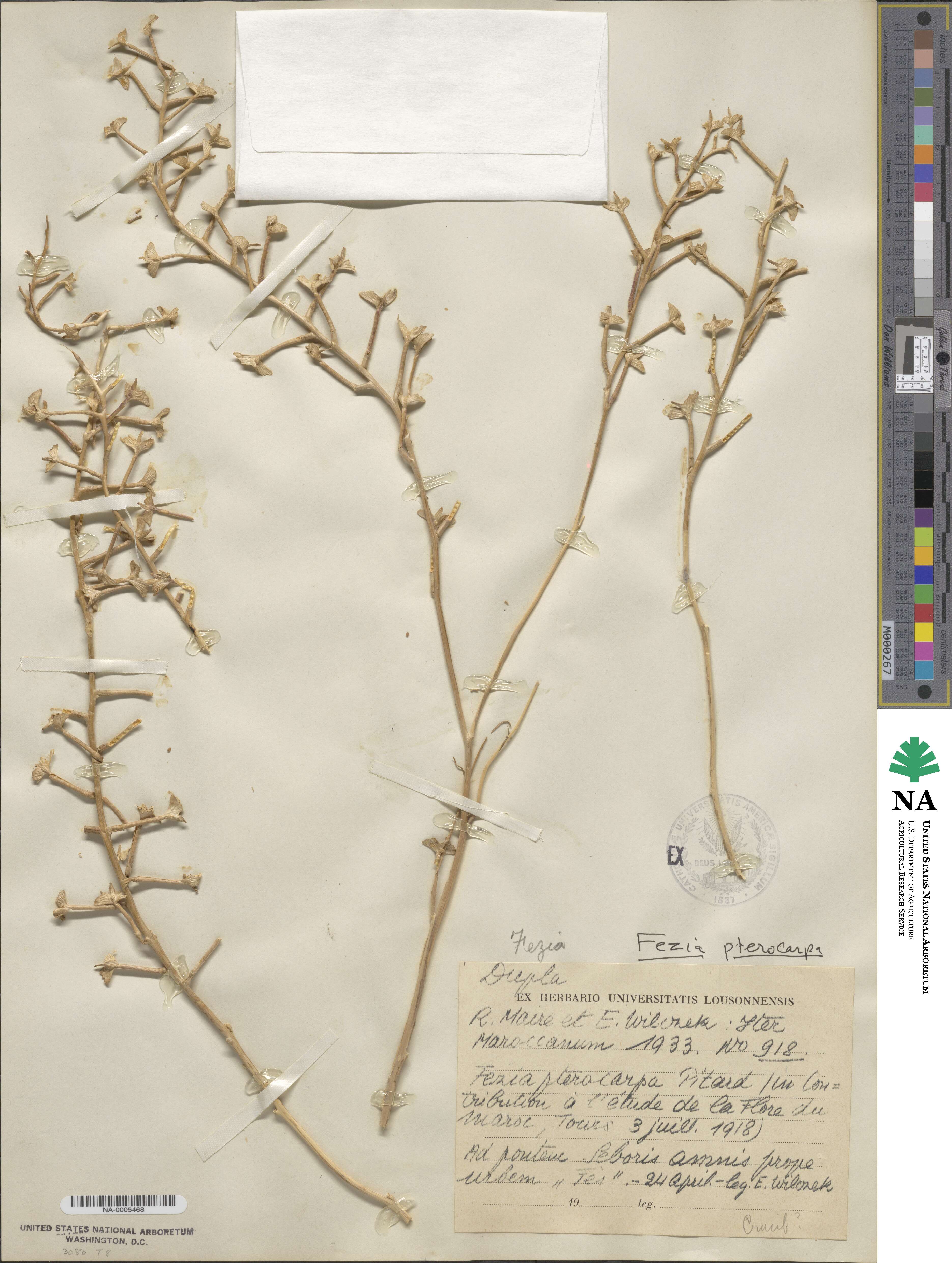 Fezia pterocarpa image