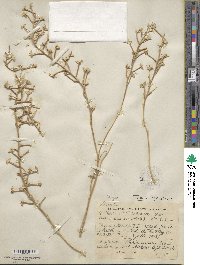 Image of Fezia pterocarpa