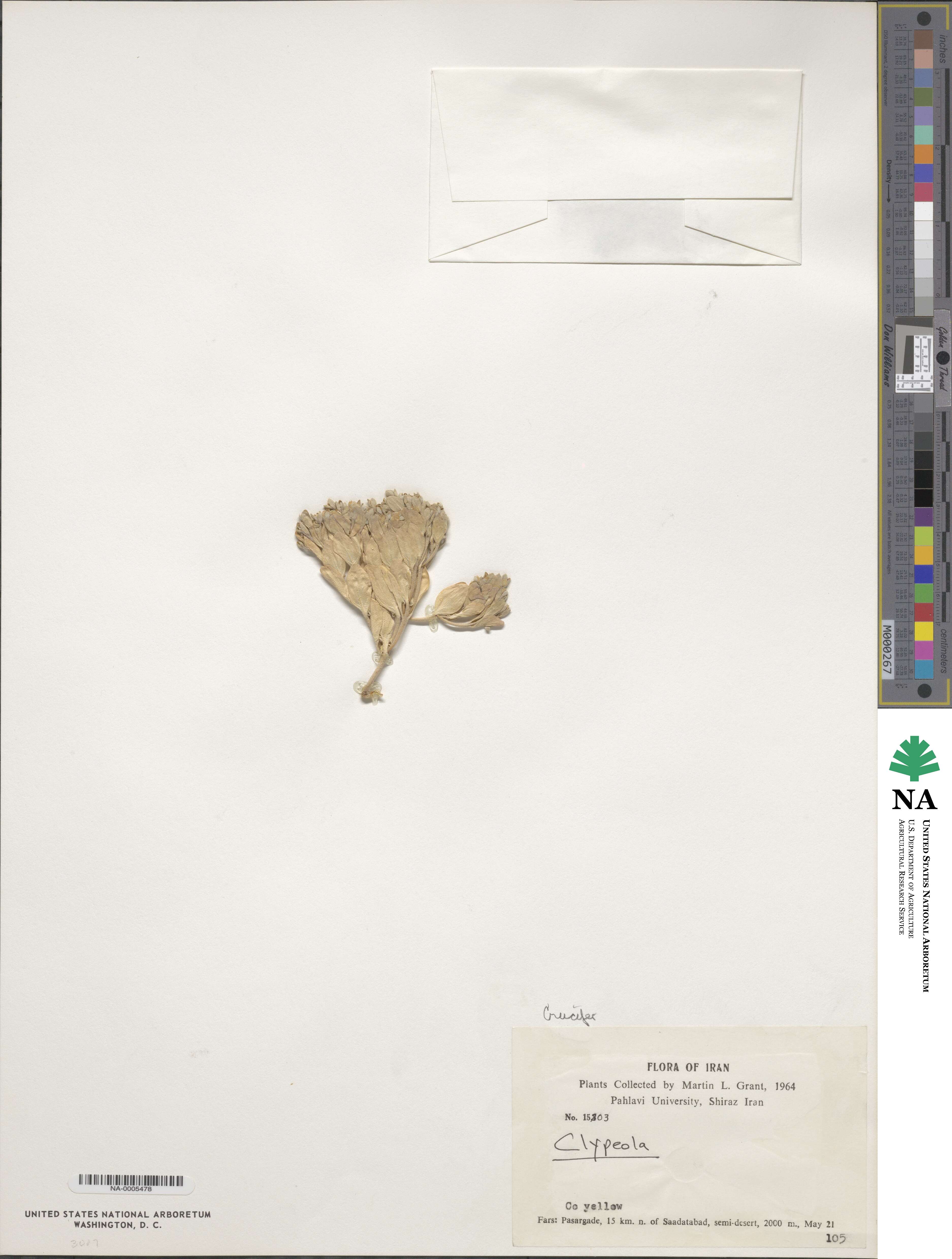 Clypeola jonthlaspi image