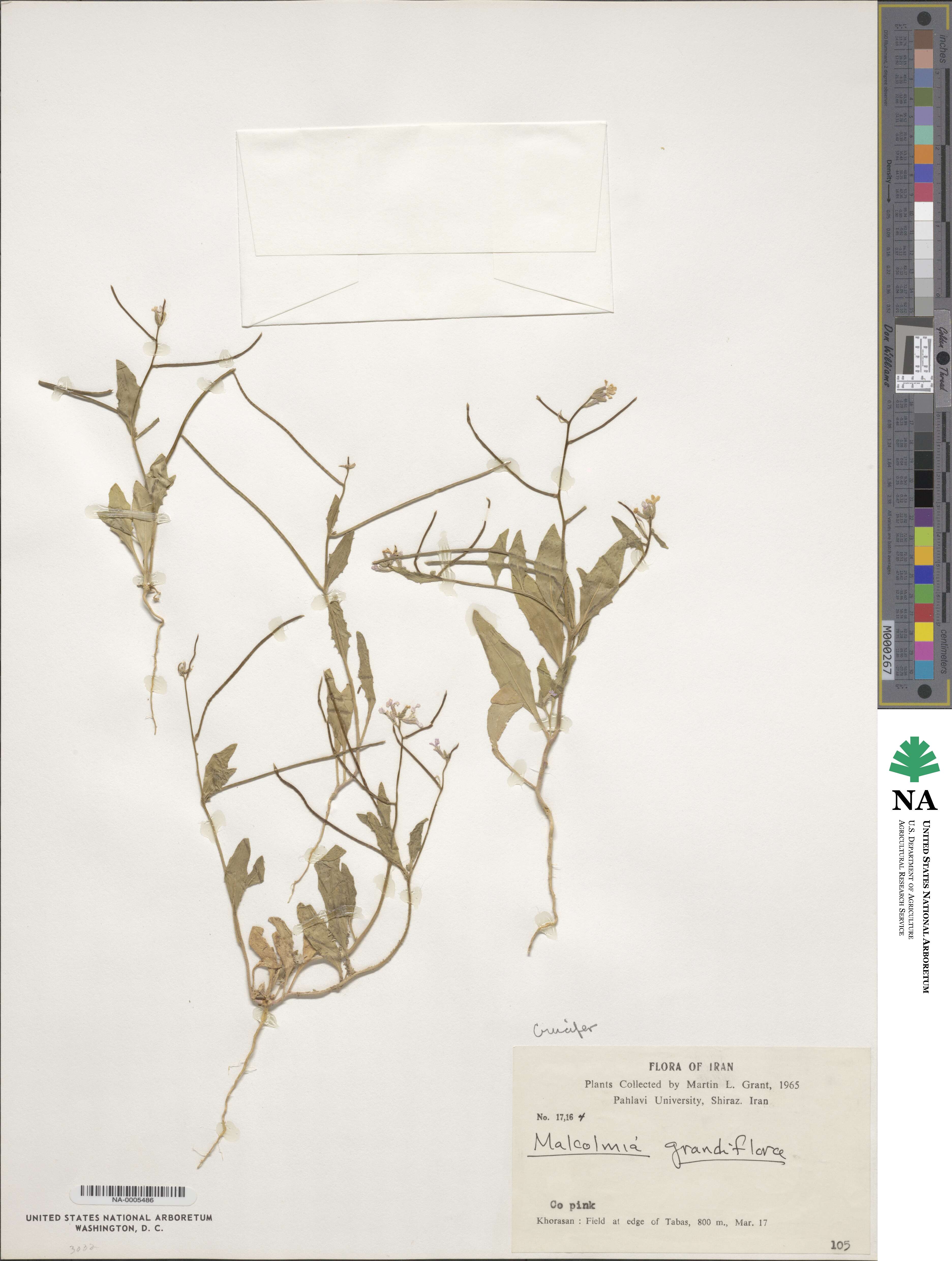 Strigosella grandiflora image