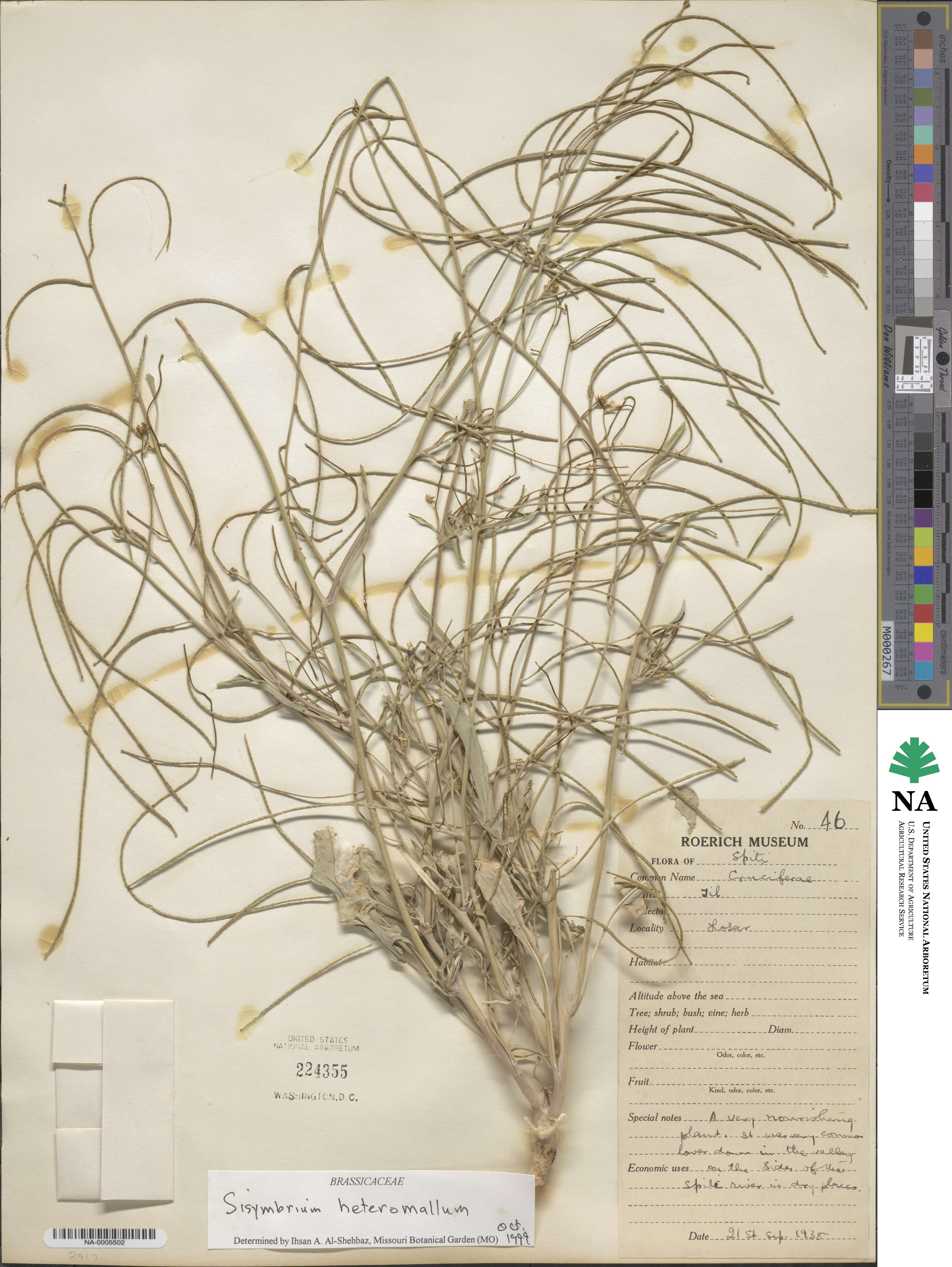 Sisymbrium heteromallum image
