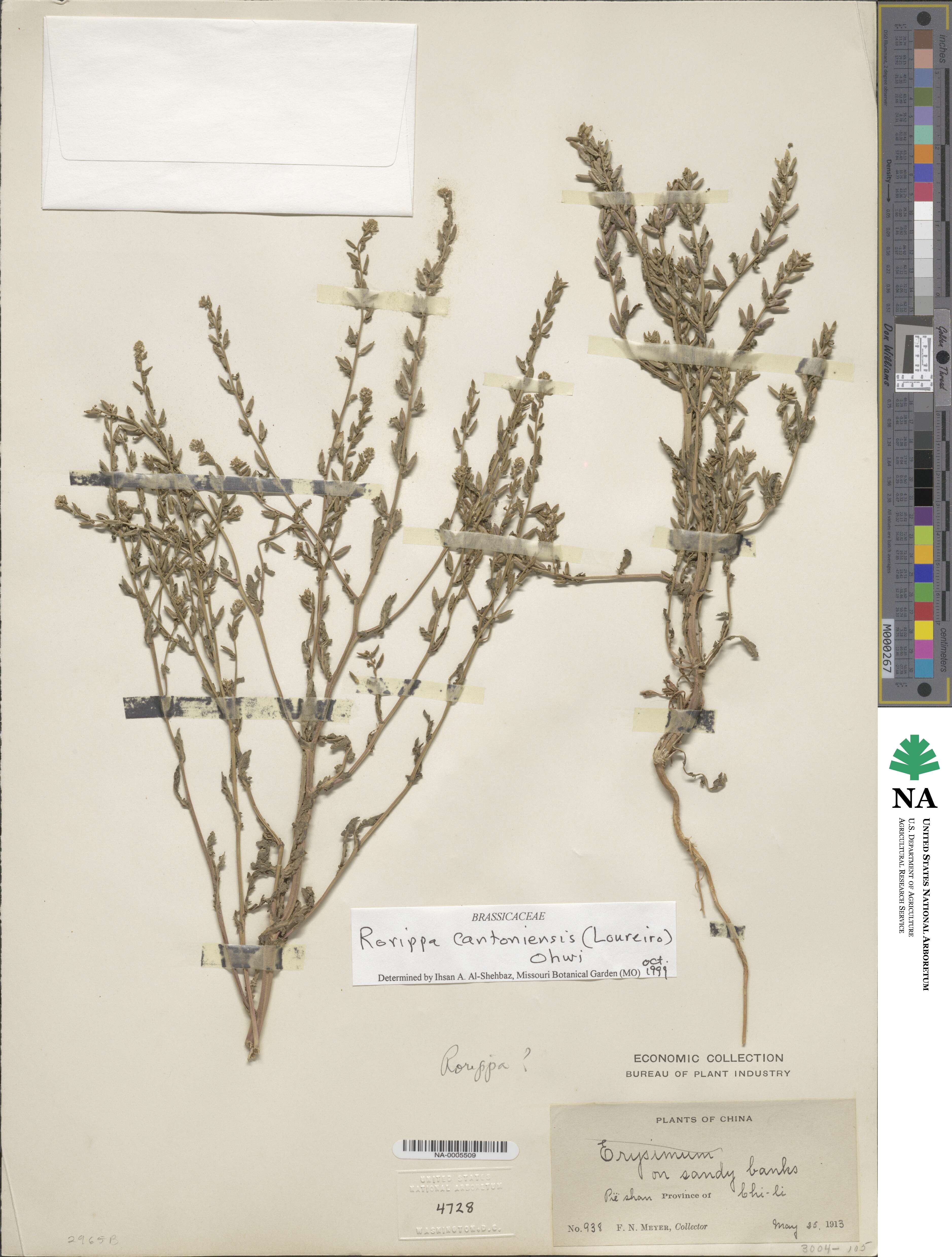 Rorippa cantoniensis image