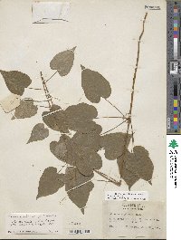 Dioscorea villosa image