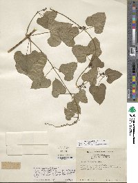 Dioscorea polystachya image