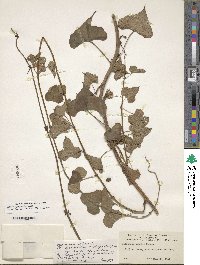 Dioscorea polystachya image