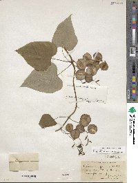 Dioscorea villosa image