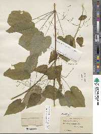 Dioscorea villosa image