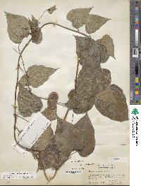 Dioscorea villosa image