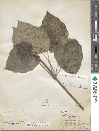 Dioscorea villosa image