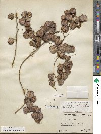 Dioscorea villosa image