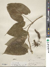 Dioscorea alata image