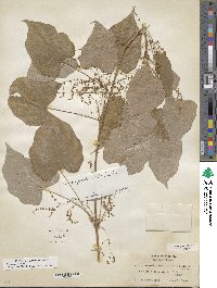 Dioscorea villosa image