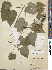 Dioscorea villosa image