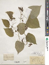 Dioscorea villosa image