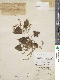 Dioscorea dodecaneura image